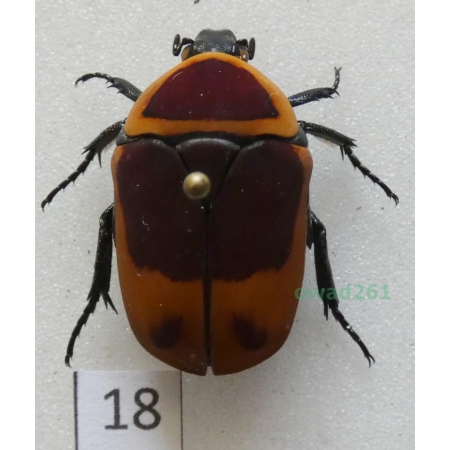 Pachnoda marginata peregrina Kolbe, 1906 ex. ovo Czad18